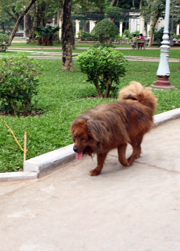 "Thần khuyển" ngao Tây Tạng xuất hiện ở Việt Nam từ năm 2008. Giá của chó ngao Tây Tạng luôn ở mức trên trời vì đây là vật nuôi thông minh, cực kỳ trung thành.
